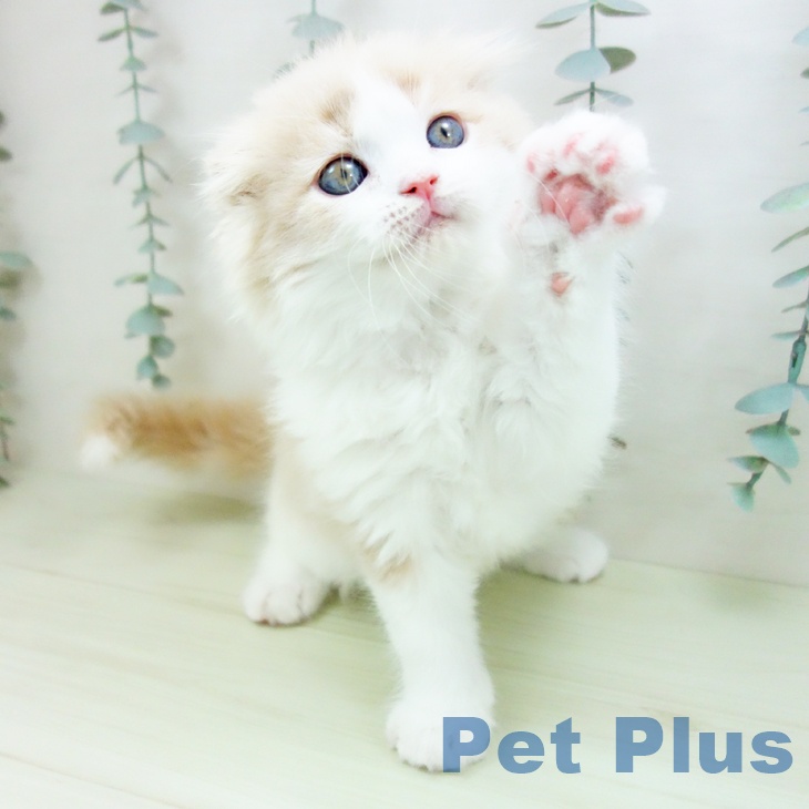 スコティッシュフォールド