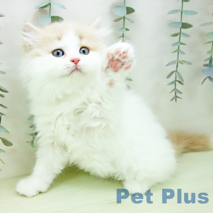 スコティッシュフォールド