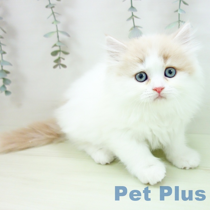 スコティッシュフォールド