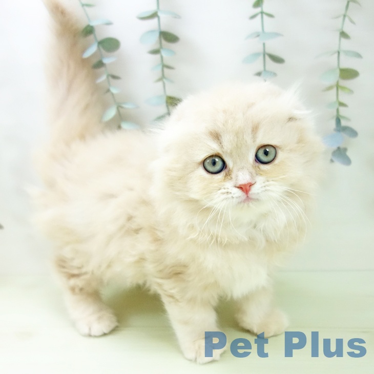 スコティッシュフォールド