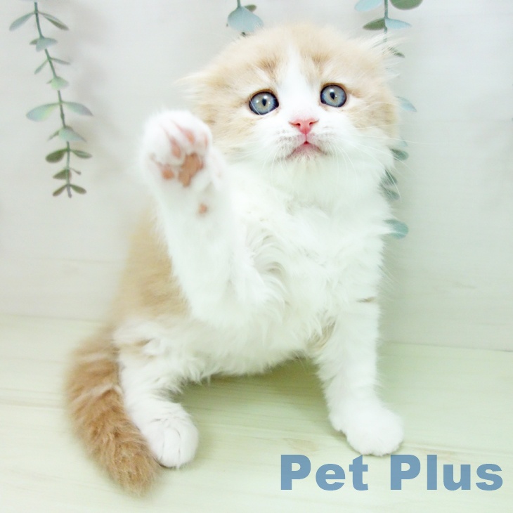 スコティッシュフォールド