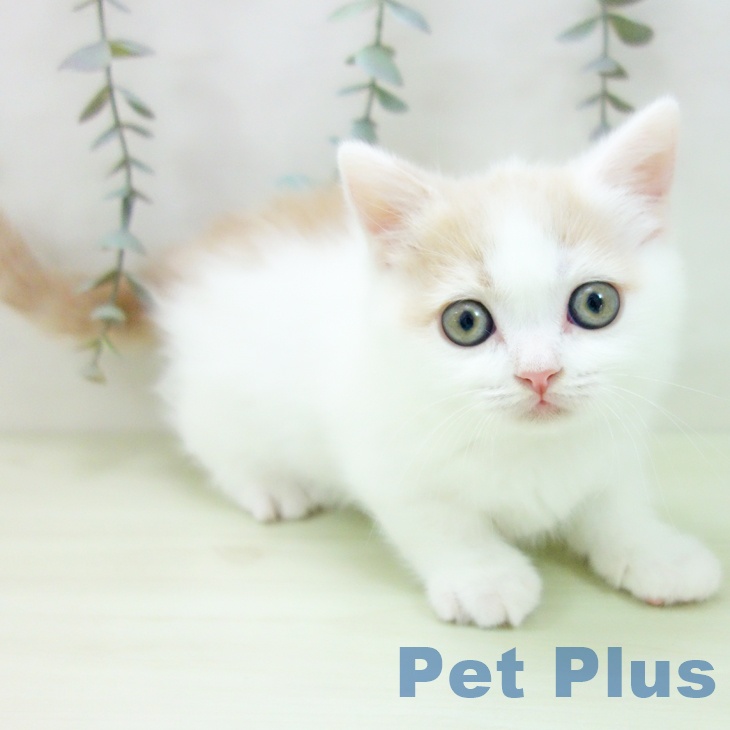 マンチカンの写真2