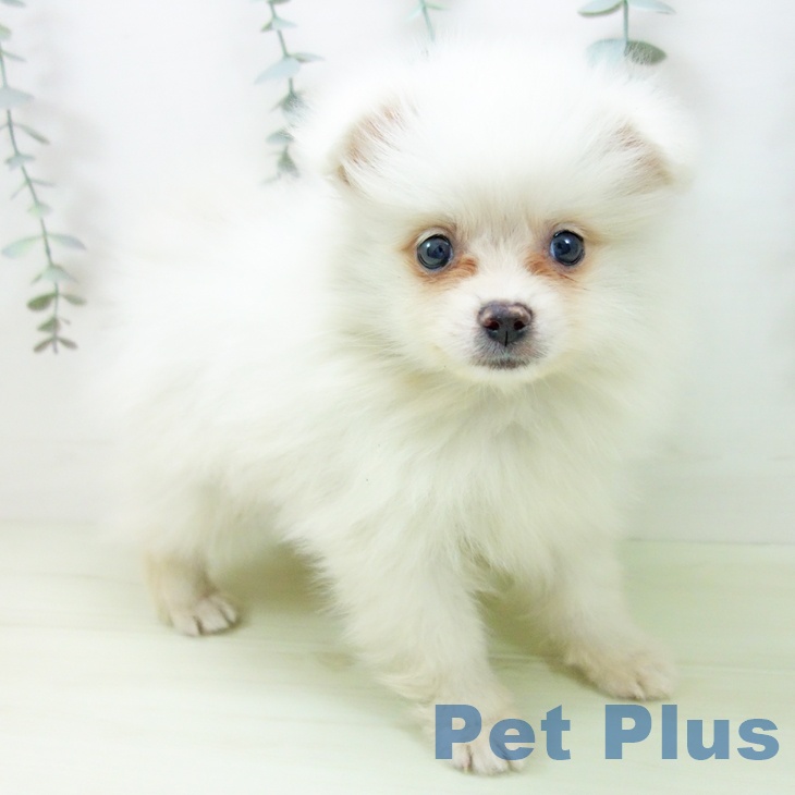 ポメラニアンの写真2