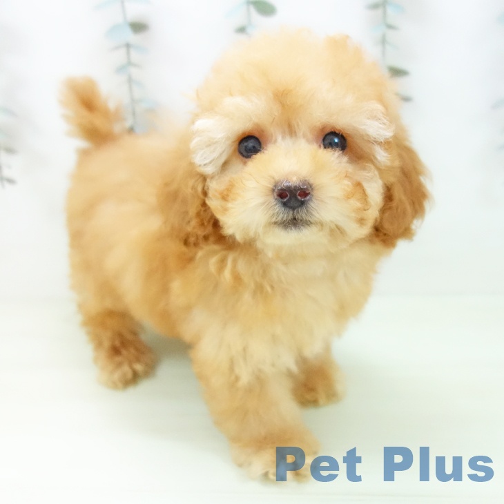 トイ・プードル