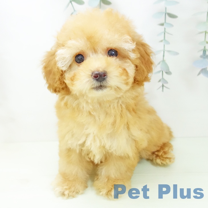 トイ・プードルの写真2