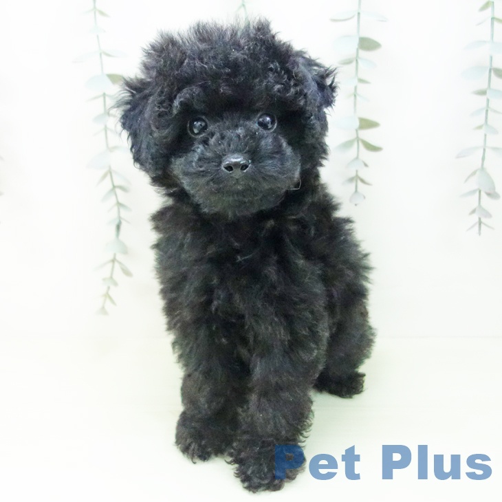 トイ・プードル