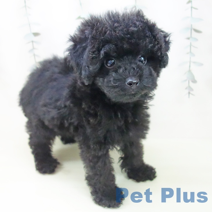 トイ・プードルの写真2