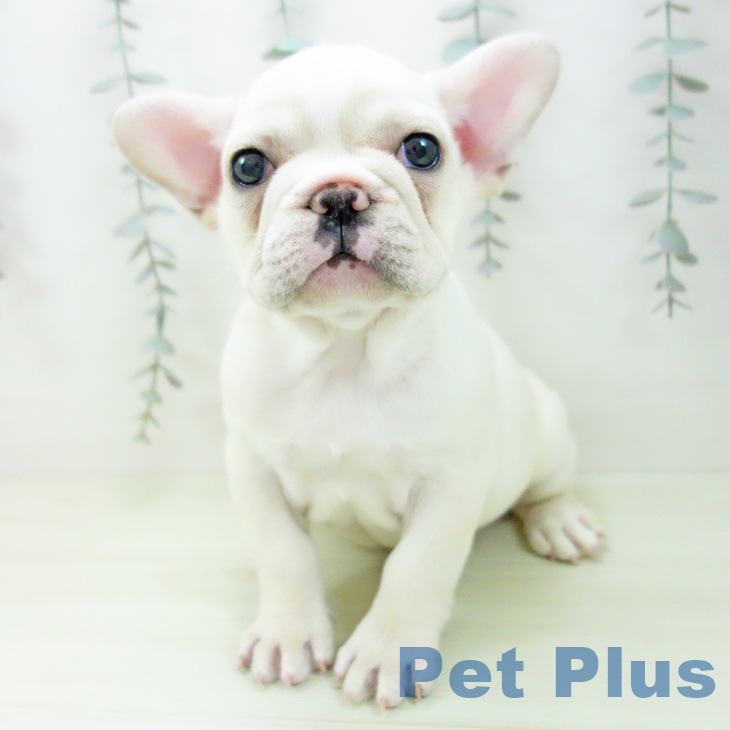 フレンチ・ブルドッグ