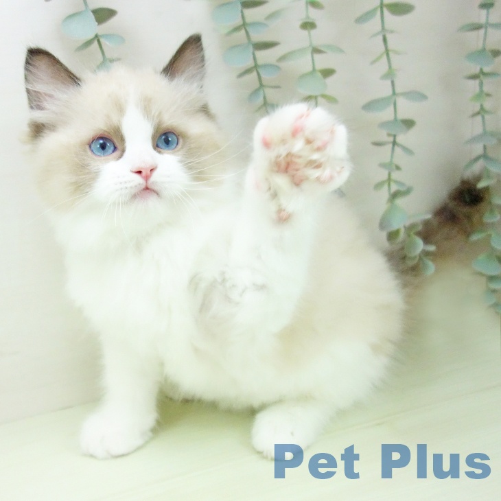 ラグドールの写真2