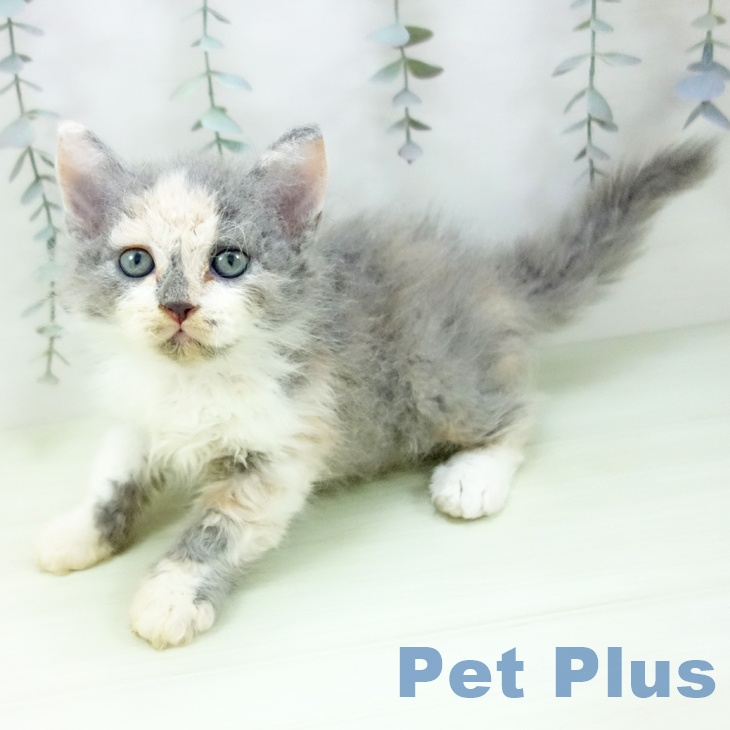 セルカークレックス