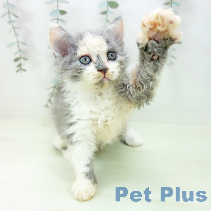 セルカークレックス