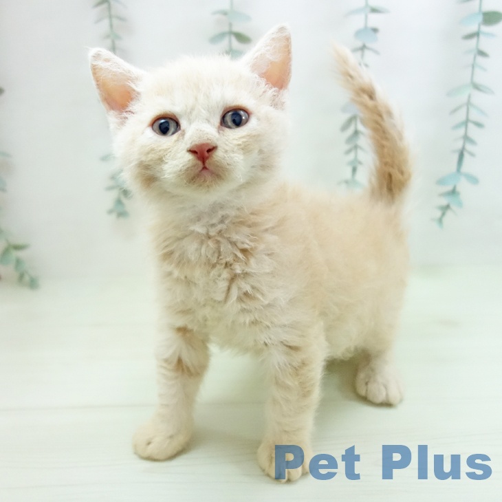 セルカークレックス