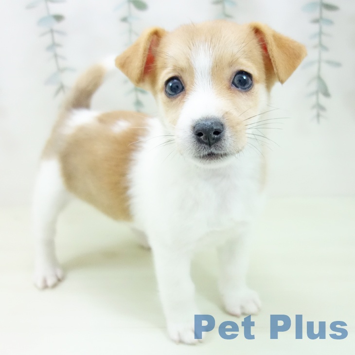 ジャック・ラッセル・テリア