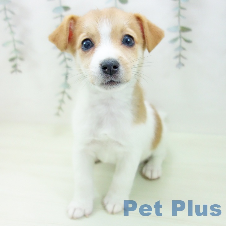 ジャック・ラッセル・テリアの写真2