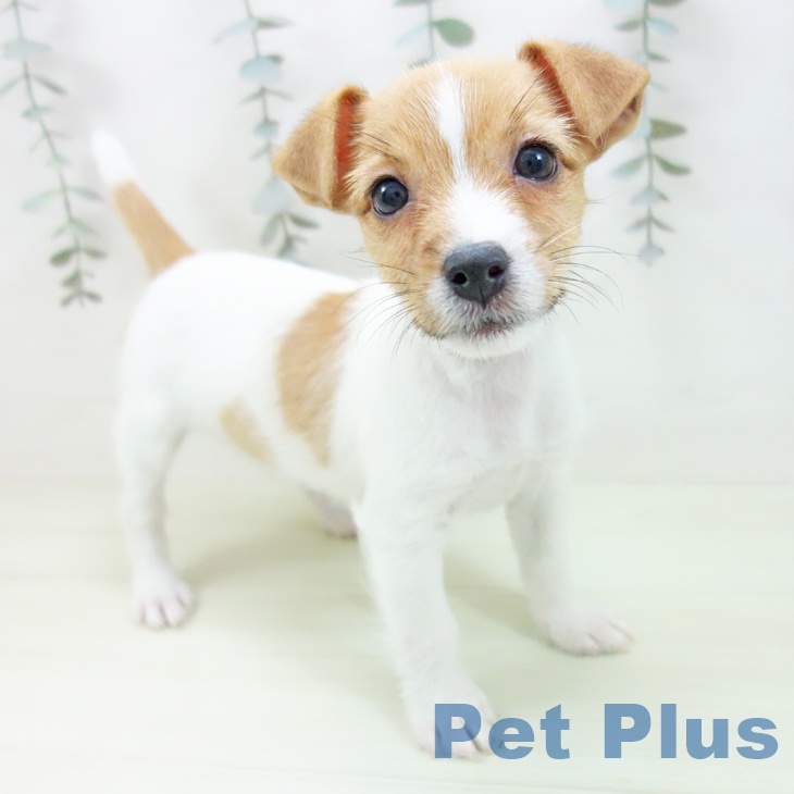 ジャック・ラッセル・テリア