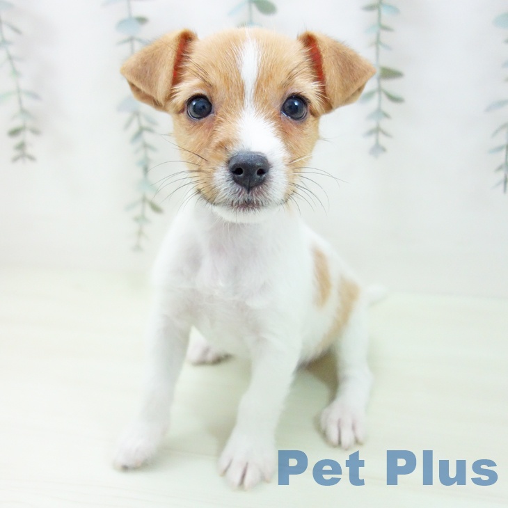 ジャック・ラッセル・テリアの写真2