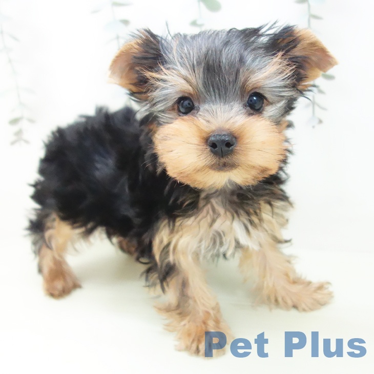 ヨークシャー・テリア