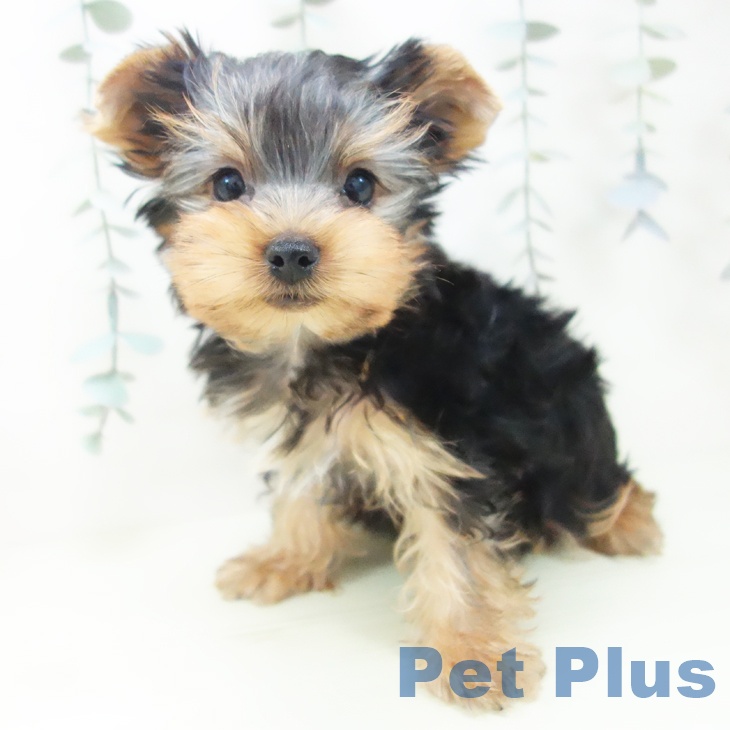 ヨークシャー・テリアの写真2