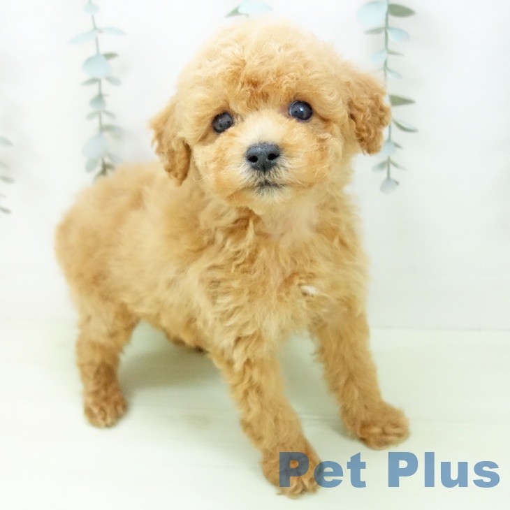 トイ・プードル