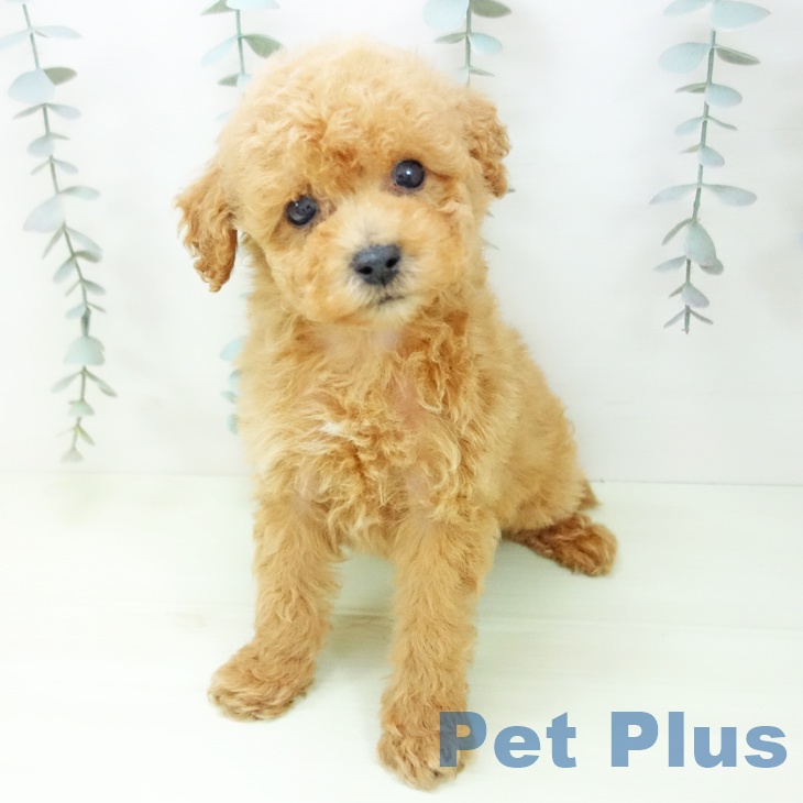 トイ・プードルの写真2