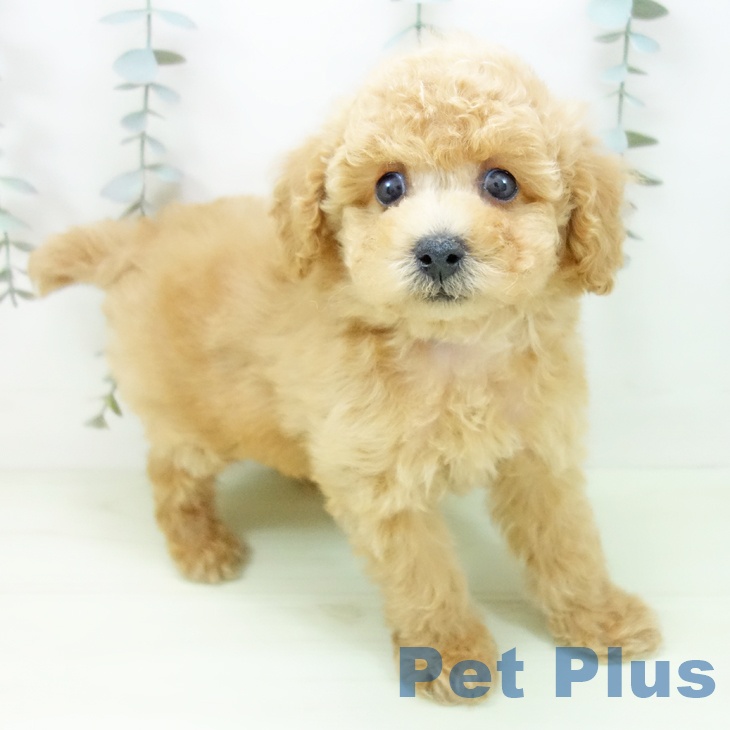 トイ・プードル