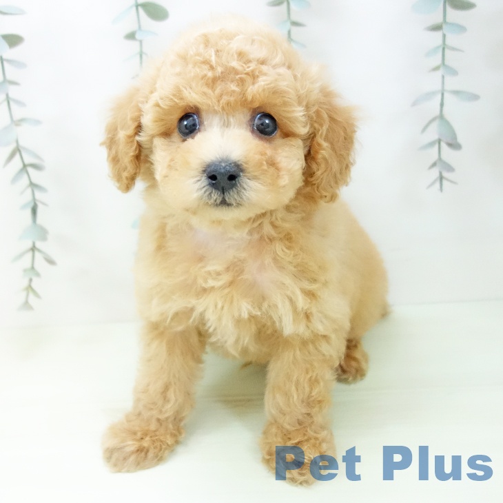 トイ・プードルの写真2