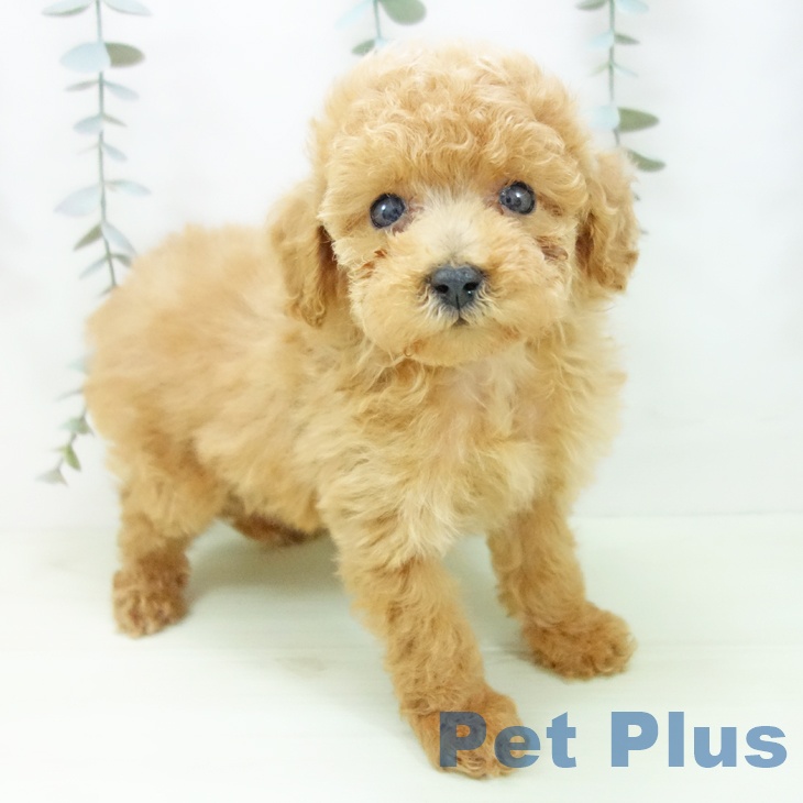 トイ・プードル