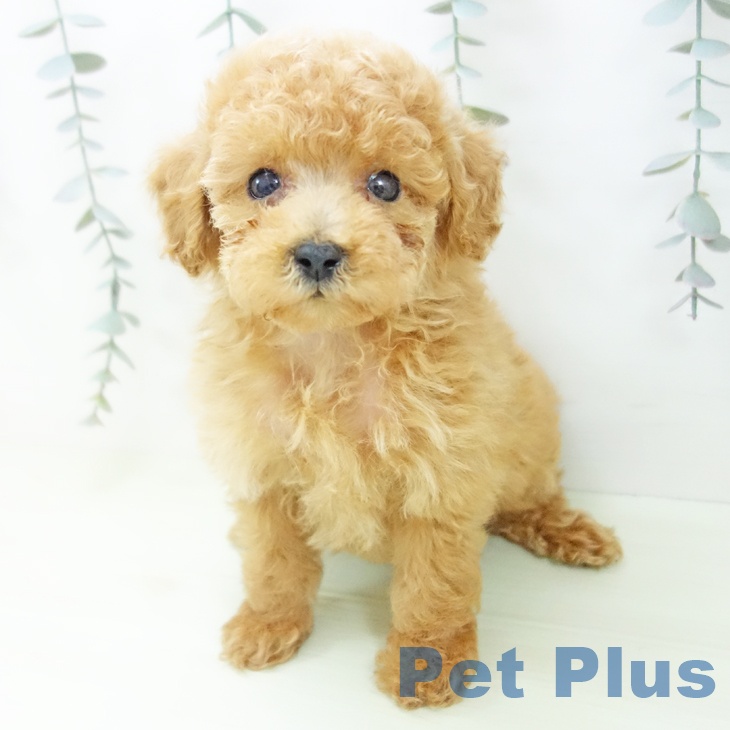 トイ・プードルの写真2