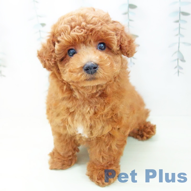 トイ・プードル