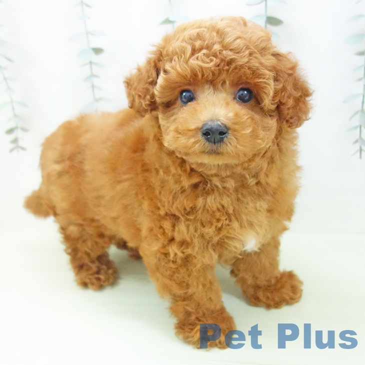 トイ・プードルの写真2