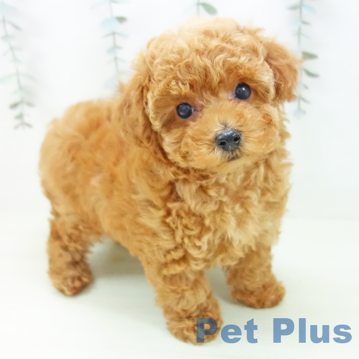 トイ・プードルの写真1