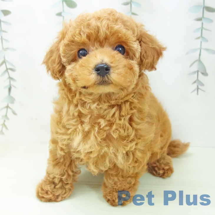 トイ・プードルの写真2