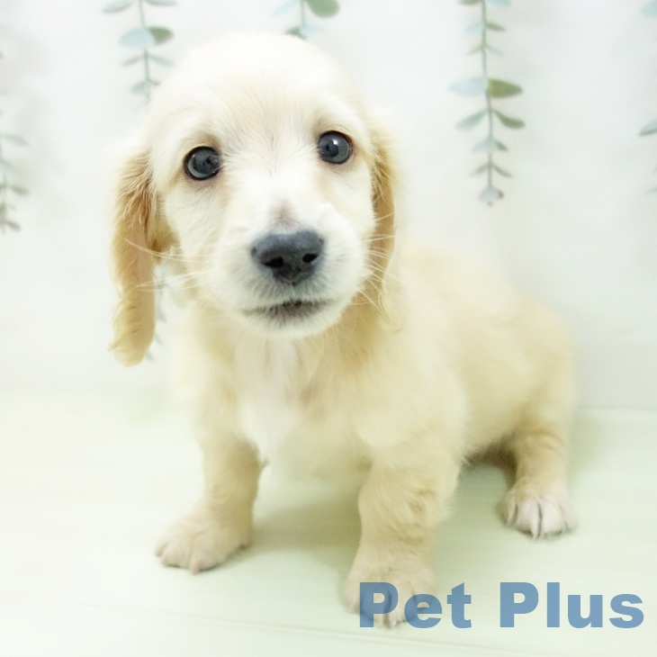 ミニチュア・ダックスフンド