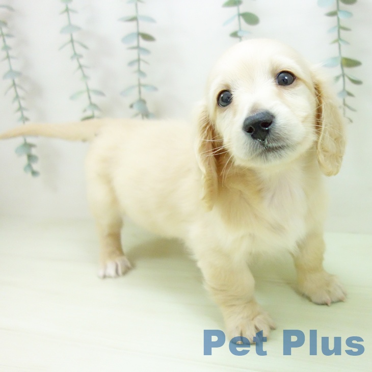 ミニチュア・ダックスフンドの写真2