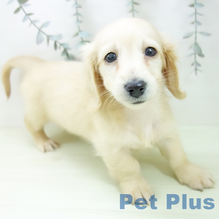 ミニチュア・ダックスフンド