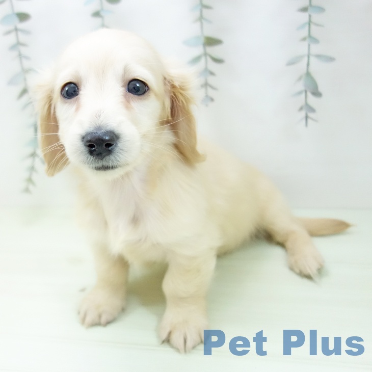 ミニチュア・ダックスフンドの写真2