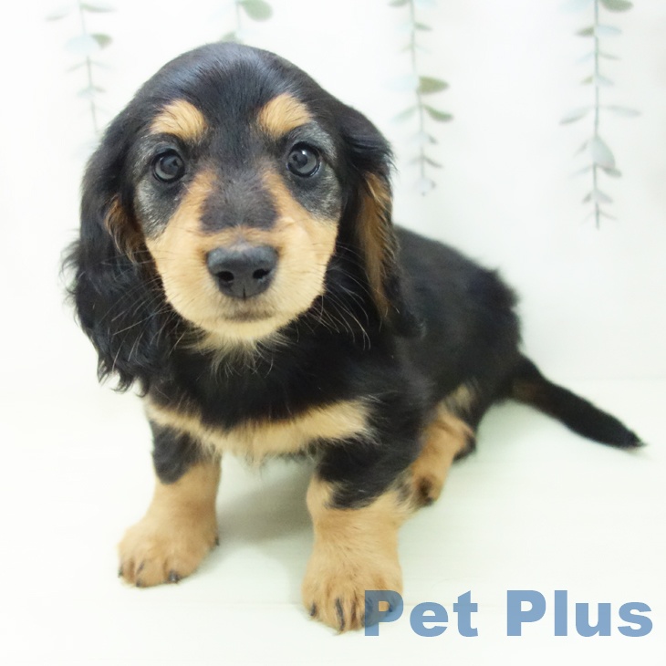 ミニチュア・ダックスフンド