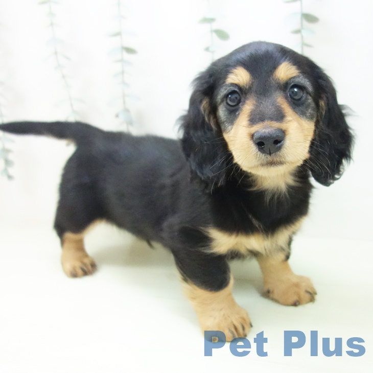 ミニチュア・ダックスフンドの写真2