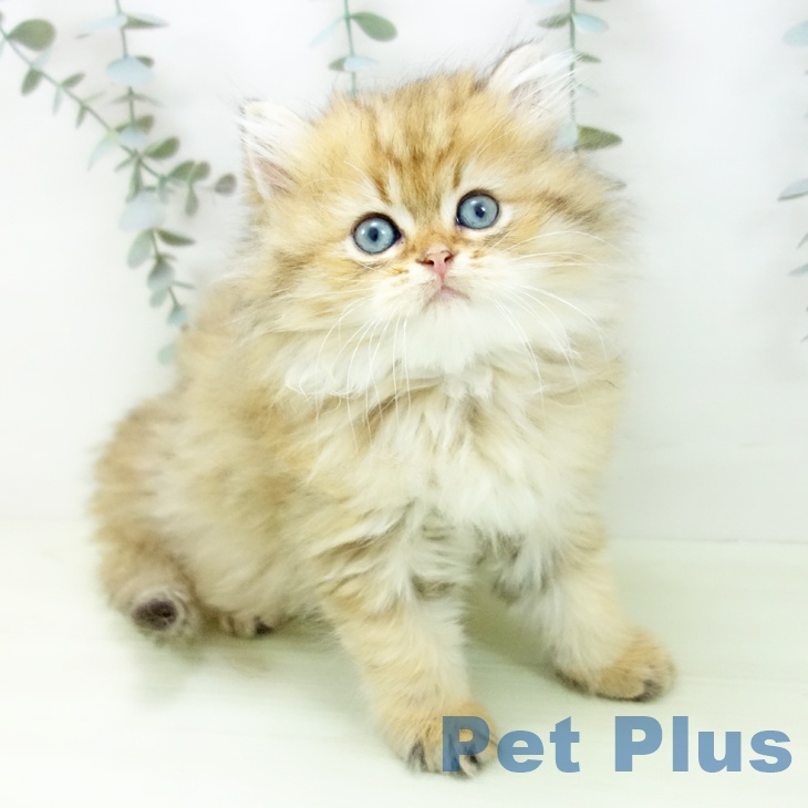 スコティッシュフォールド