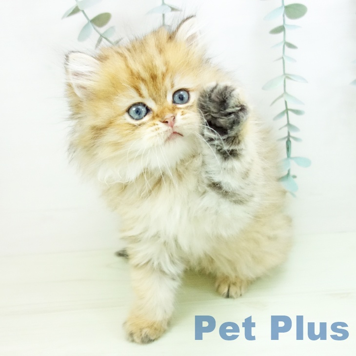 スコティッシュフォールドの写真2