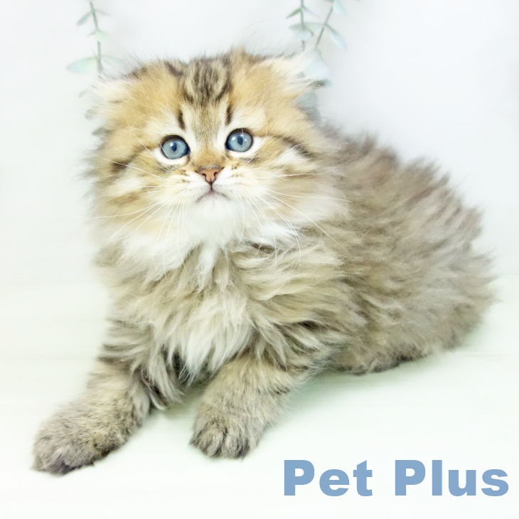 スコティッシュフォールド