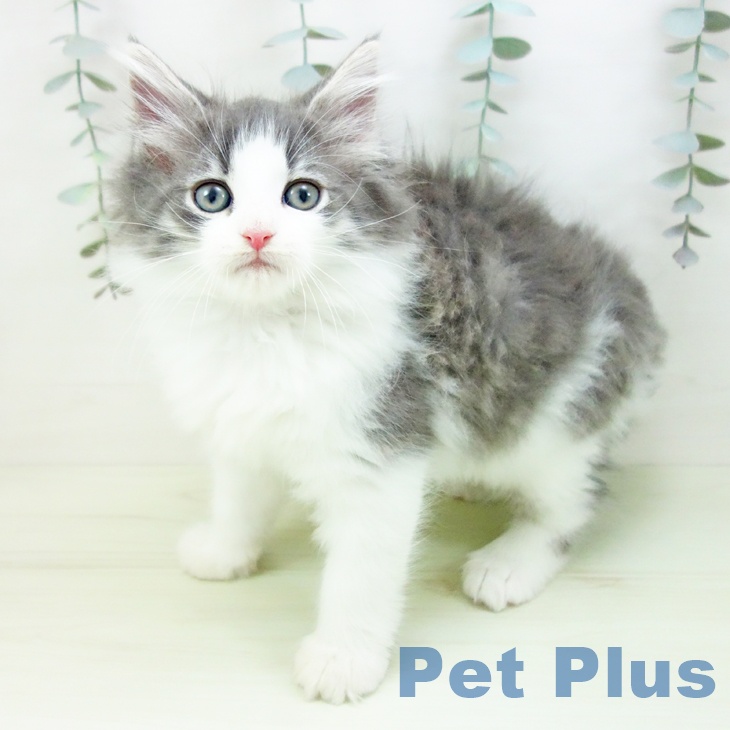 ノルウェージャンフォレストキャット