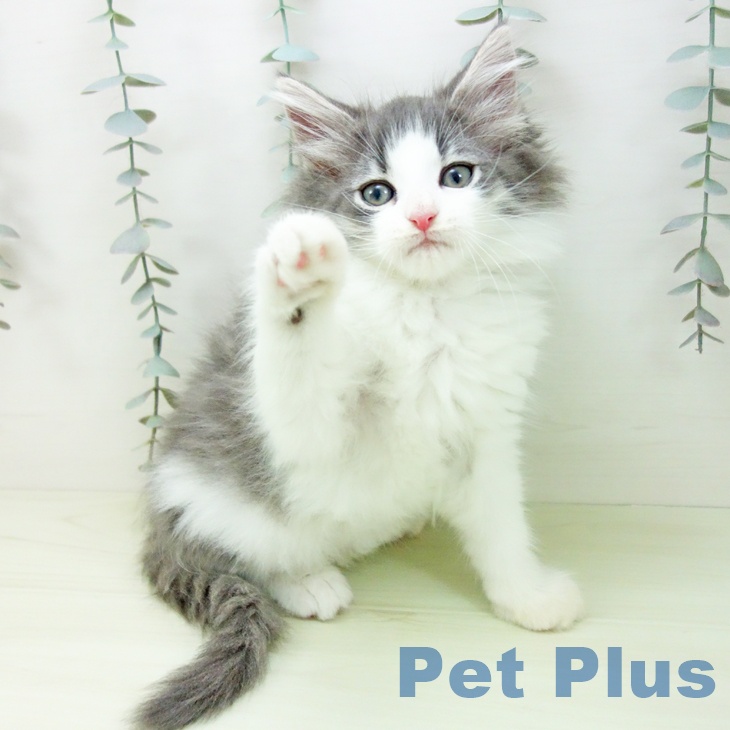 ノルウェージャンフォレストキャットの写真2