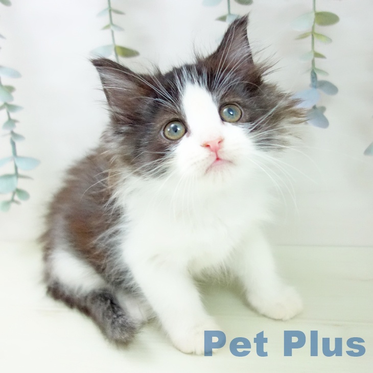 ノルウェージャンフォレストキャット