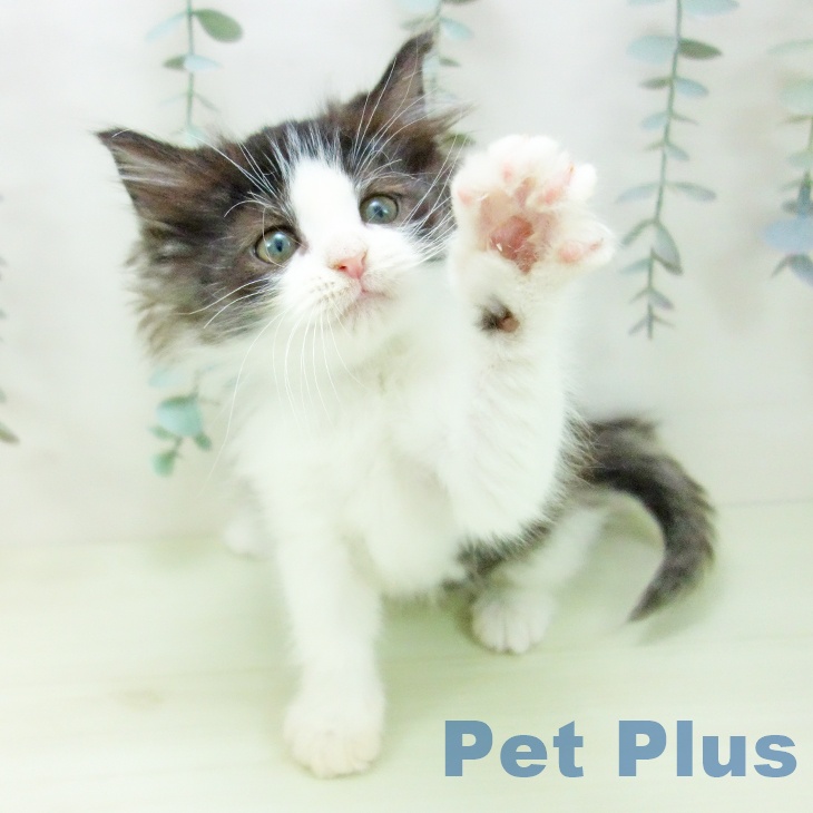 ノルウェージャンフォレストキャットの写真2