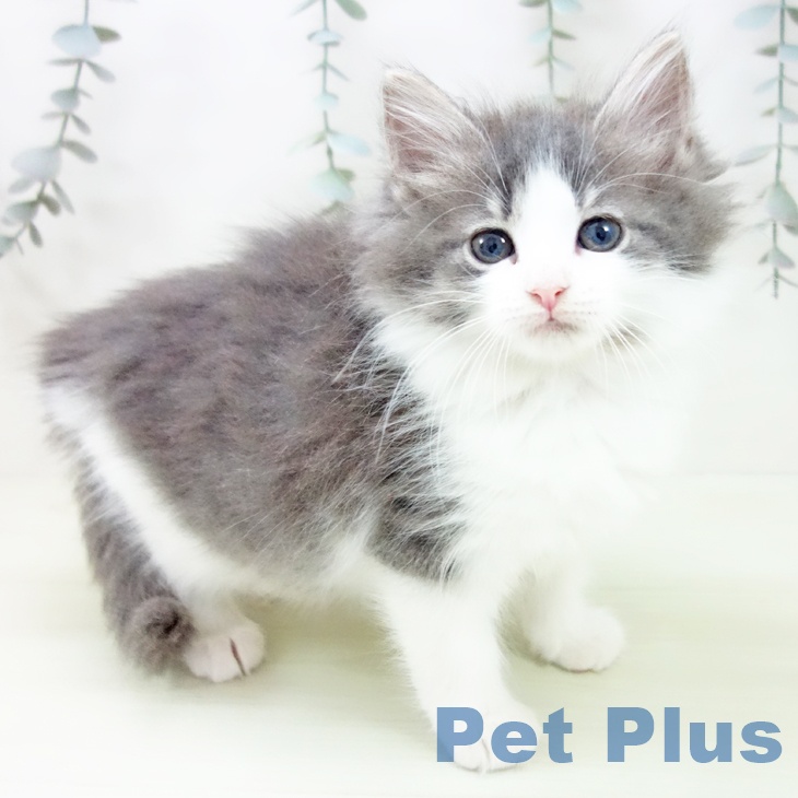 ノルウェージャンフォレストキャット