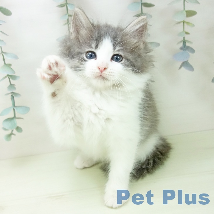 ノルウェージャンフォレストキャットの写真2