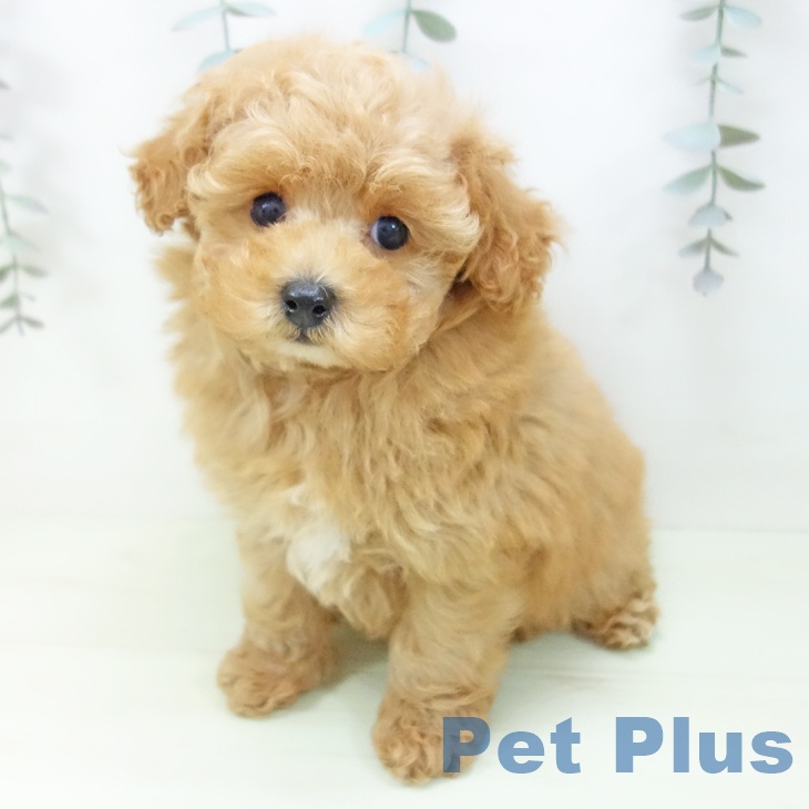 トイ・プードル