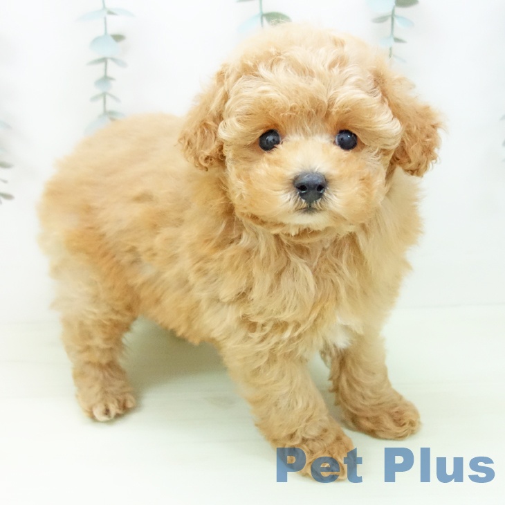 トイ・プードルの写真2