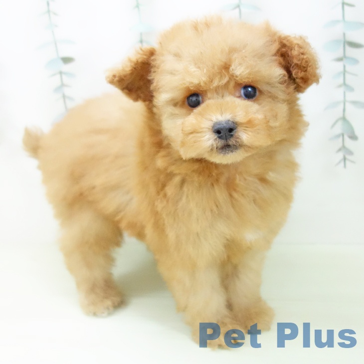 トイ・プードル